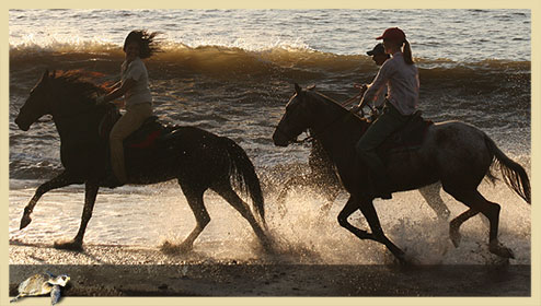 horses