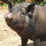 img24